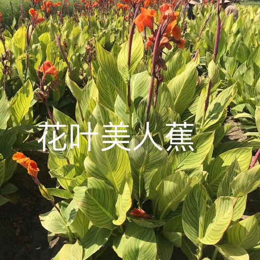 杭州 花叶美人蕉