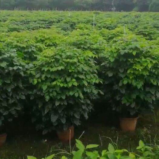 佛山 大量绿宝(菜豆树)基地批发，货好价美（32盆）