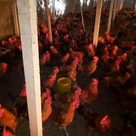 上海 散养土鸡