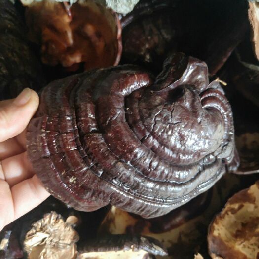 冠县人工灵芝 人工种植，基地直供