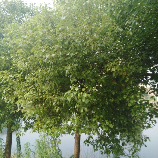 常州全冠香樟