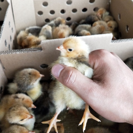 南宁k9肉鸡苗882 品种纯正 假一赔十