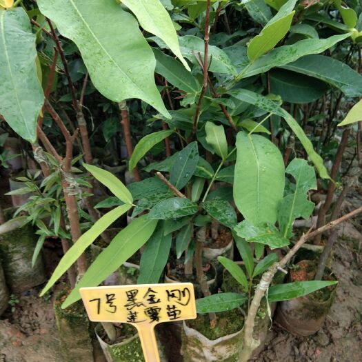 灵山县大叶红莲雾苗 广西大叶红莲雾树苗嫁接黑金刚南方果树庭院种植带土带叶