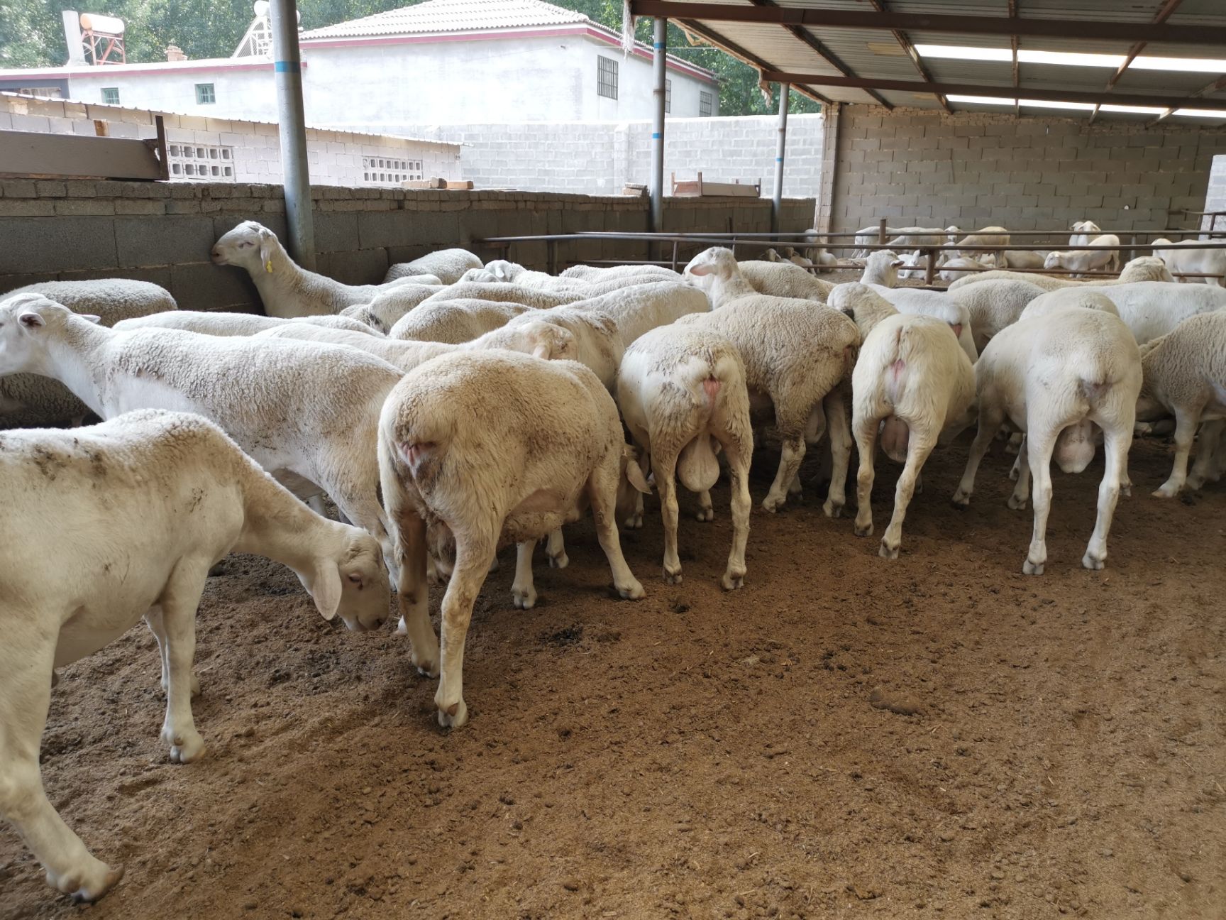 澳洲白绵羊 白头年轻小种公