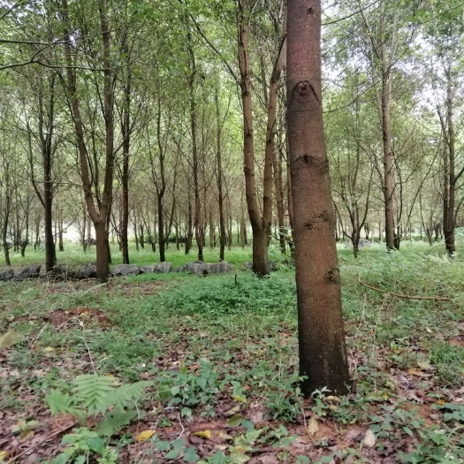 马山县 全冠香樟