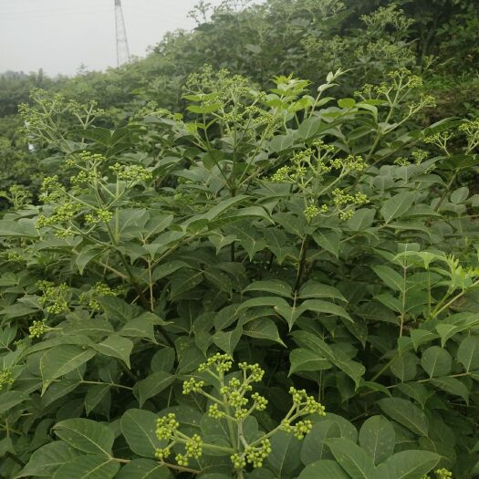 武冈市 中花吴茱萸干货，苗子供给