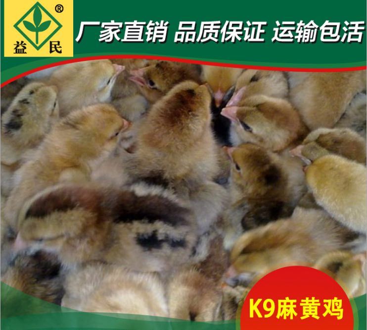 K9鸡苗  K9麻黄公鸡苗 包运输包出厂疫苗包运输成活保质保量