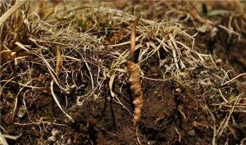 香格里拉 鲜虫草供应