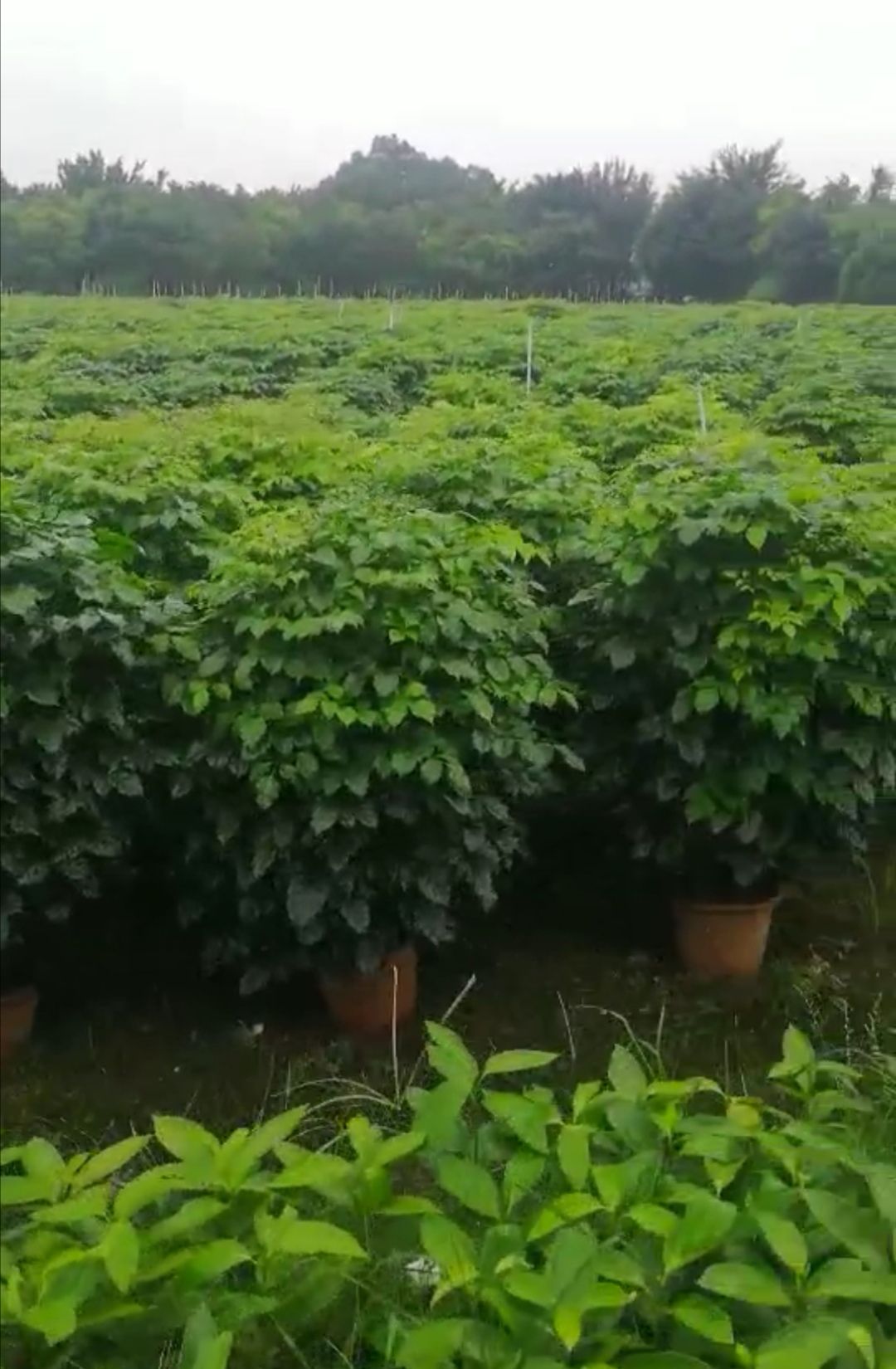  大量绿宝树(菜豆树)基地直批，佛山发货（35盆）