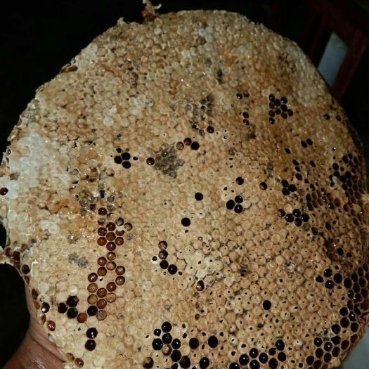 镇宁县 正宗土蜂蜜，需要的老板抓紧下单，包邮。