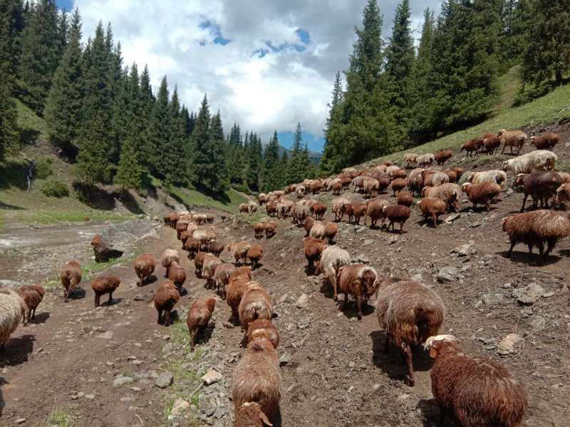 福海县 新疆牧民养殖羔羊，活羊
