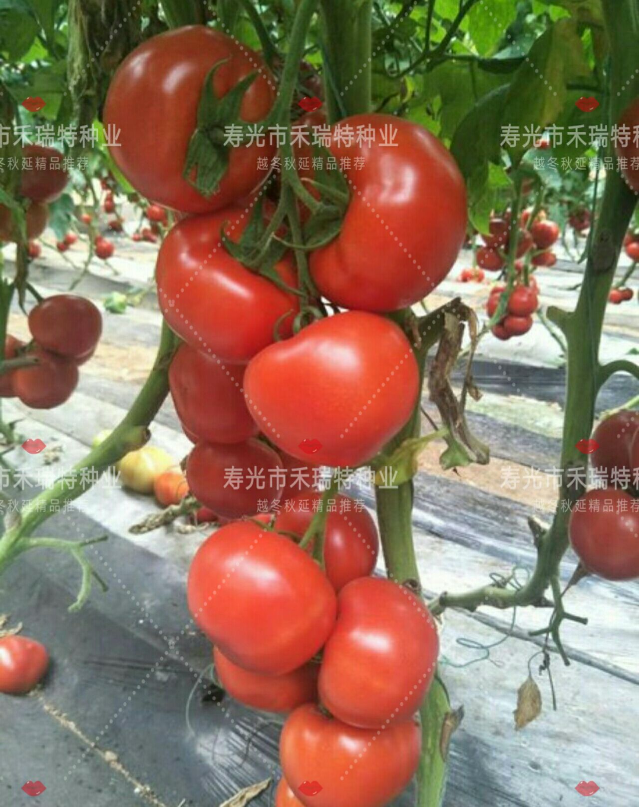 红果番茄种子 南方推荐-大红石头番茄-中洲红