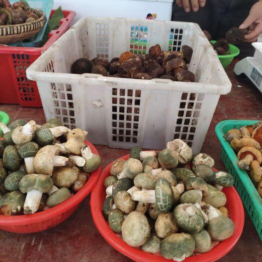 昆明 云南鲜野生菌牛肝菌青头菌红葱菌白葱菌古树菌黄香菌