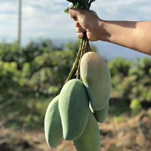 米易县 金煌芒果