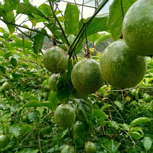 上杭县 福建龙岩黄金百香果（芭乐味），欢迎电商，批发，商超伙伴！