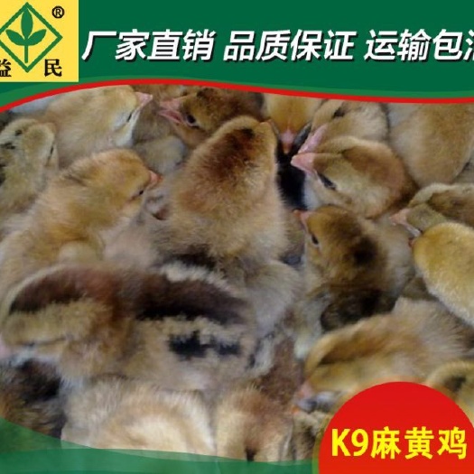 衡阳K9鸡苗  K9麻黄公鸡苗 包运输包出厂疫苗包运输成活保质保量