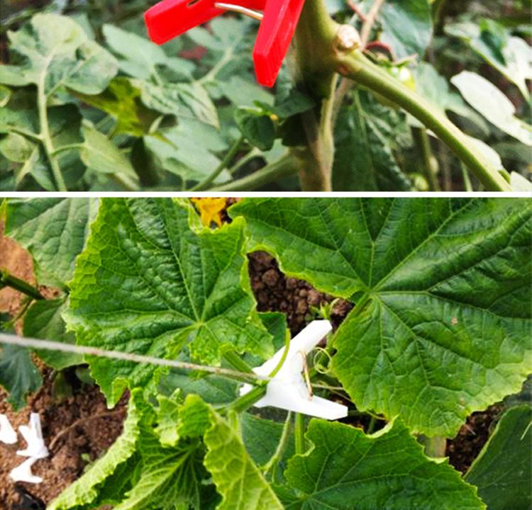 扭枝夹  大棚蔬菜专用吊蔓夹西红柿黄瓜夹子吊秧夹绑蔓落蔓夹落秧塑料夹子