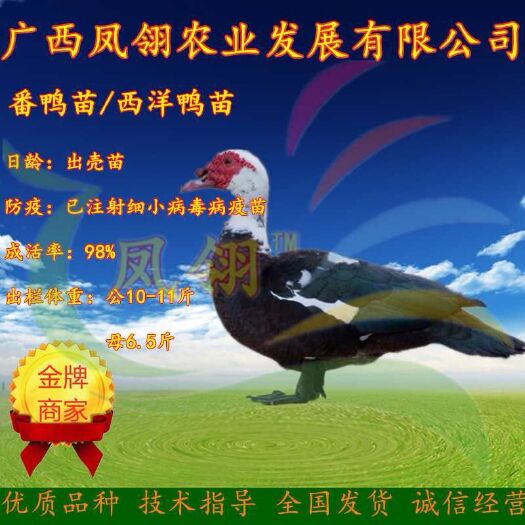 南宁 黑番鸭苗  白番鸭苗