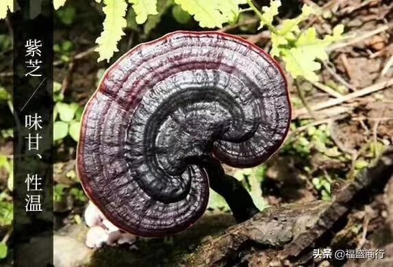 融安县 专业批发，销售广西深山灵芝，电商可一件代发等