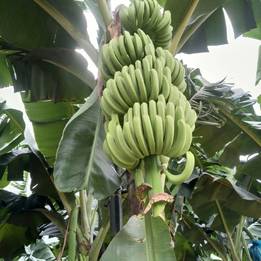  香蕉