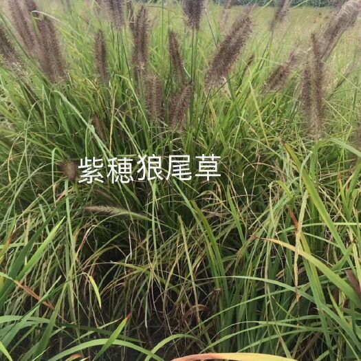 杭州狼尾草 大量供应紫穗