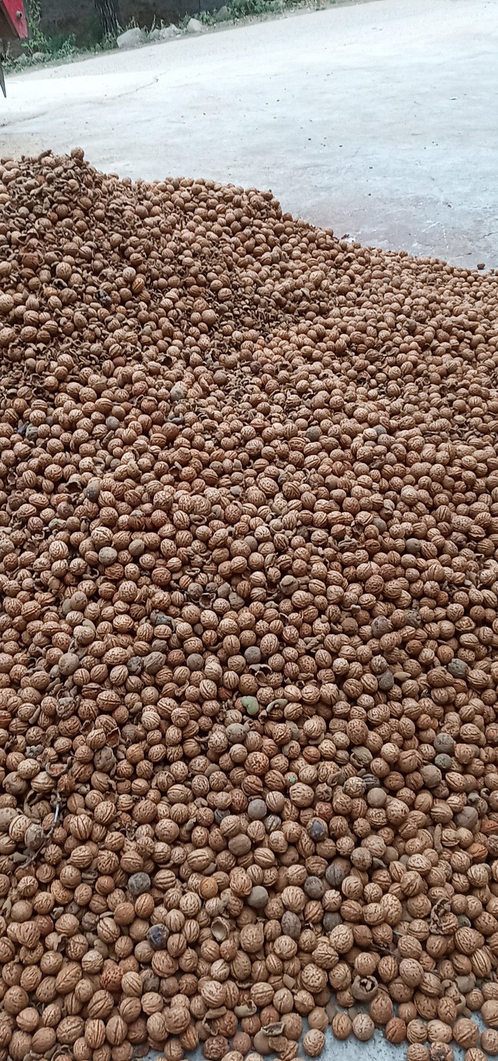 板蓝根种子 全是新货出芽百份98