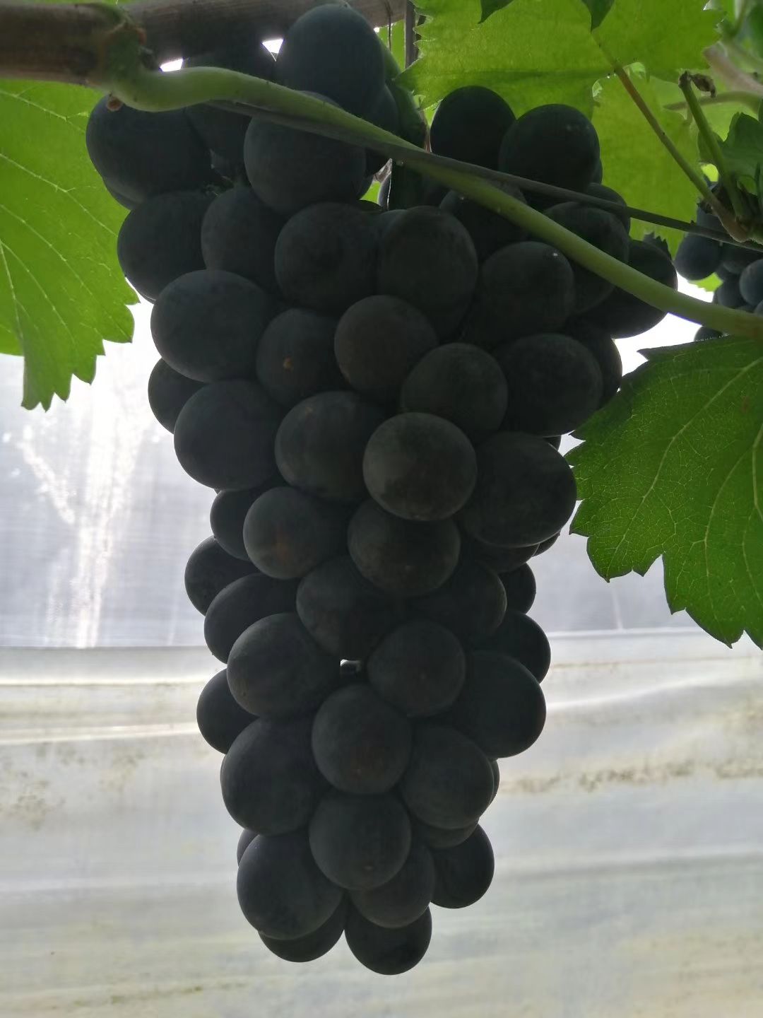  早峰六号葡萄色泽好，颗粒饱满
