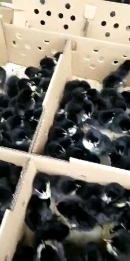 南宁 黑土鸡苗