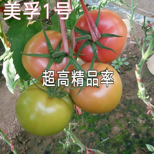 粉果番茄种子 荷兰品种/秋延，越冬，早春推荐/美孚1号