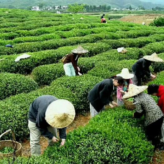 竹山县 绿茶，质量上乘，价格亲民，请放心的买，开心的品！