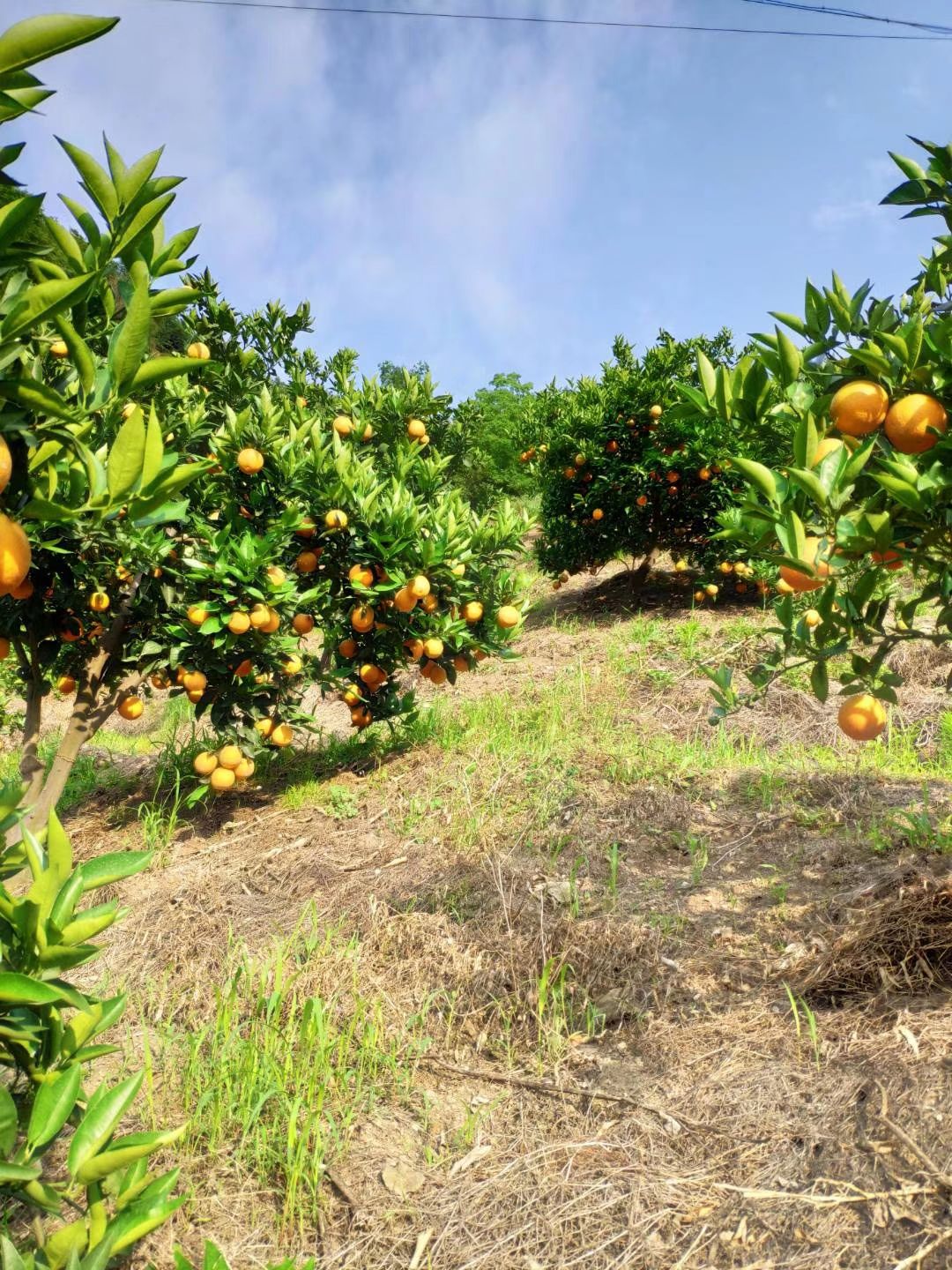 秭归夏橙10斤装大果包邮电商