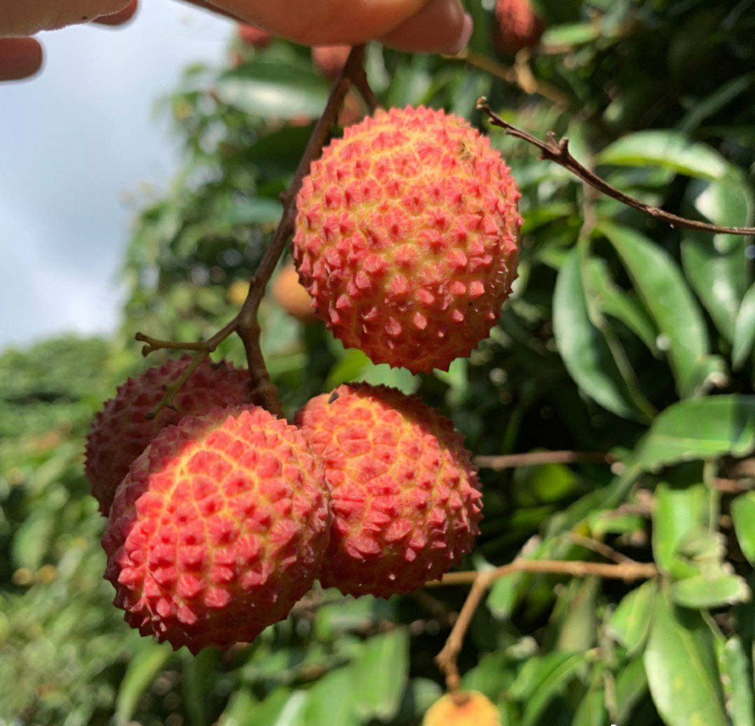 广州增城樟洞坑桂味荔枝，支持一件代发，上门包园采摘