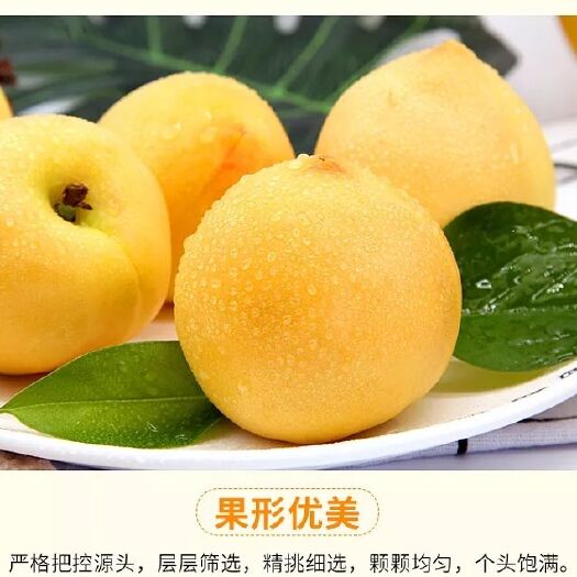 蒙阴县山东蒙阴黄油桃新鲜采摘当季水果批发零售