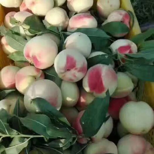 内江 皮球桃 白花桃