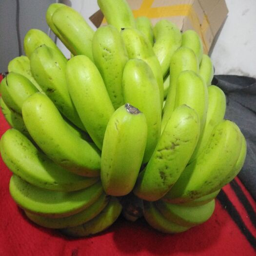 昆明云南高原芭蕉 自然成熟。。不添加任何防腐剂！