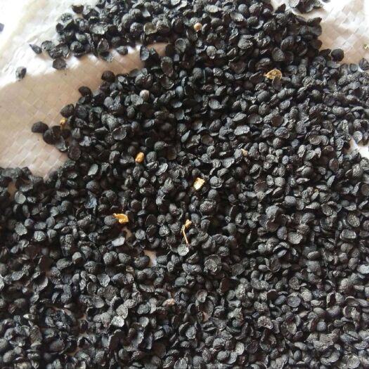 安国市韭菜子  净货药食两用