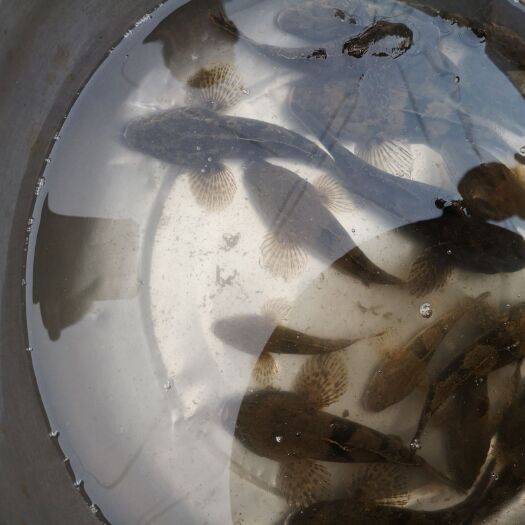南京 沙塘鳢螃蟹混养，全程喂小鱼，质量到位，品质好，口感