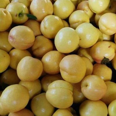 黄金蜜4号苗 供应桃苗 黄桃苗 黄金蜜4号