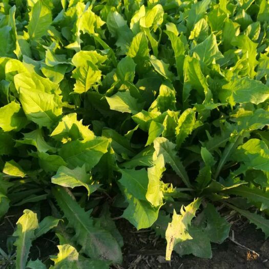 北京蒲公英（鲜食） 新鲜蒲公英 拍后现采 保证新鲜