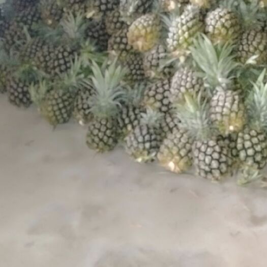 钦州香水菠萝 清甜爽口