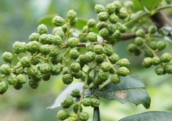 米易县 现摘青花花椒