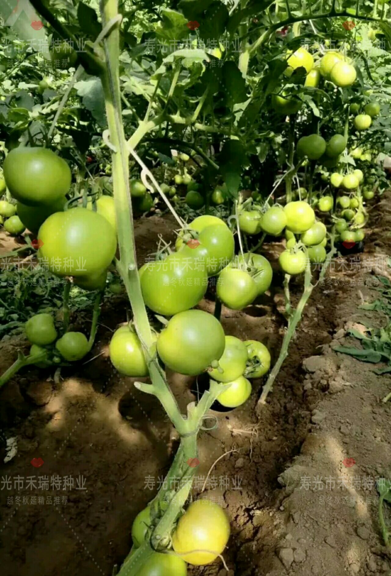 硬粉番茄種子 以色列品種-粉貝尼