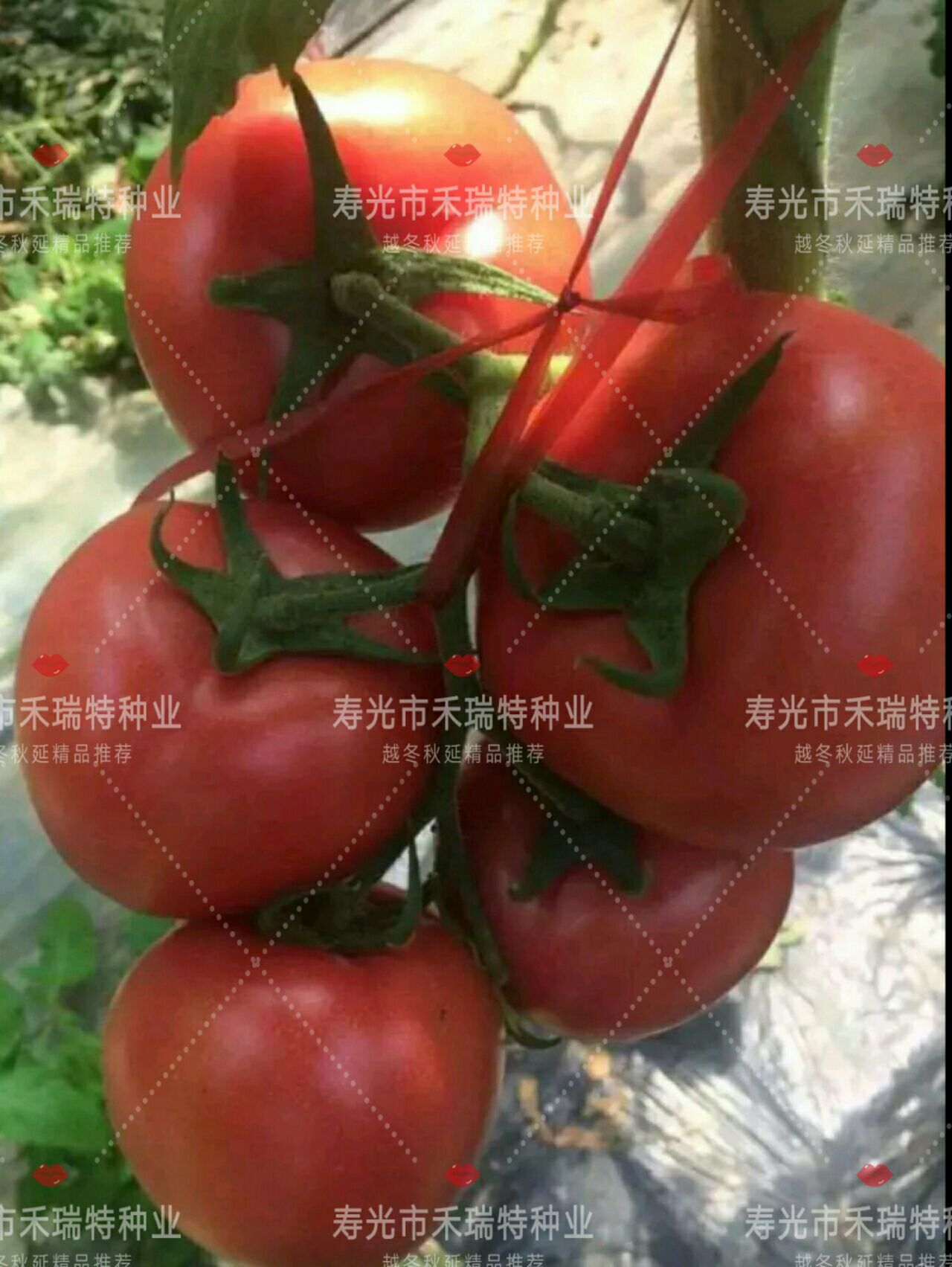 红果番茄种子 南方推荐-大红石头番茄-中洲红