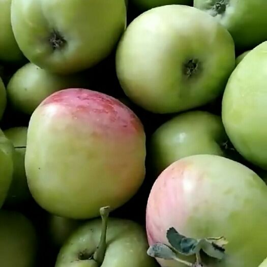 莒县 优质早熟苹果批发产地直销价格低质量好品种齐全