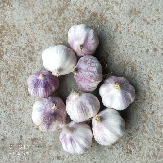 黑山县紫皮大蒜 混级统货 多瓣蒜