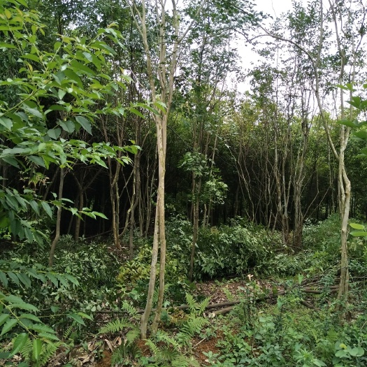 英德市 多支条紫薇地苗