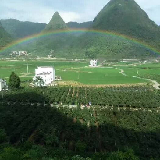 乐业县 来自世界长寿之乡红阳猕猴桃，质量有检测报告，年产在15万斤