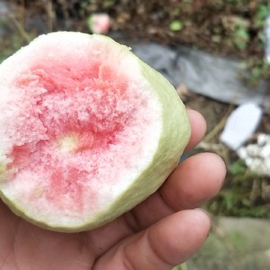 惠东县红心芭乐 150-200克 