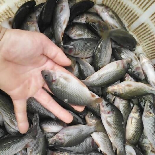 佛山 禾花鲤鱼苗  自孵水花  规格价跟行情约谈
全国包邮/包活
