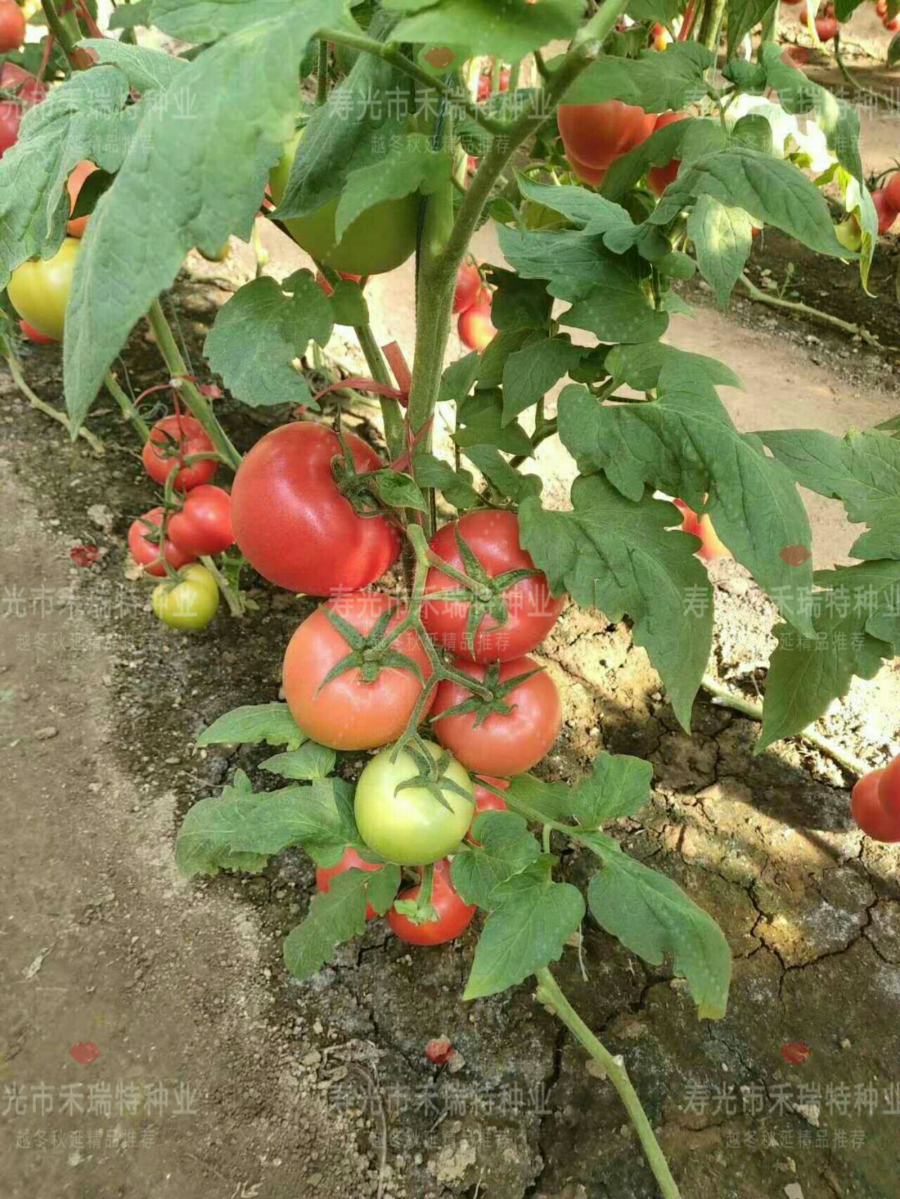 硬粉番茄种子 以色列品种-粉贝尼
